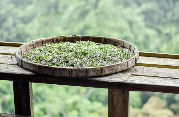 white tea buds prepared for brewing