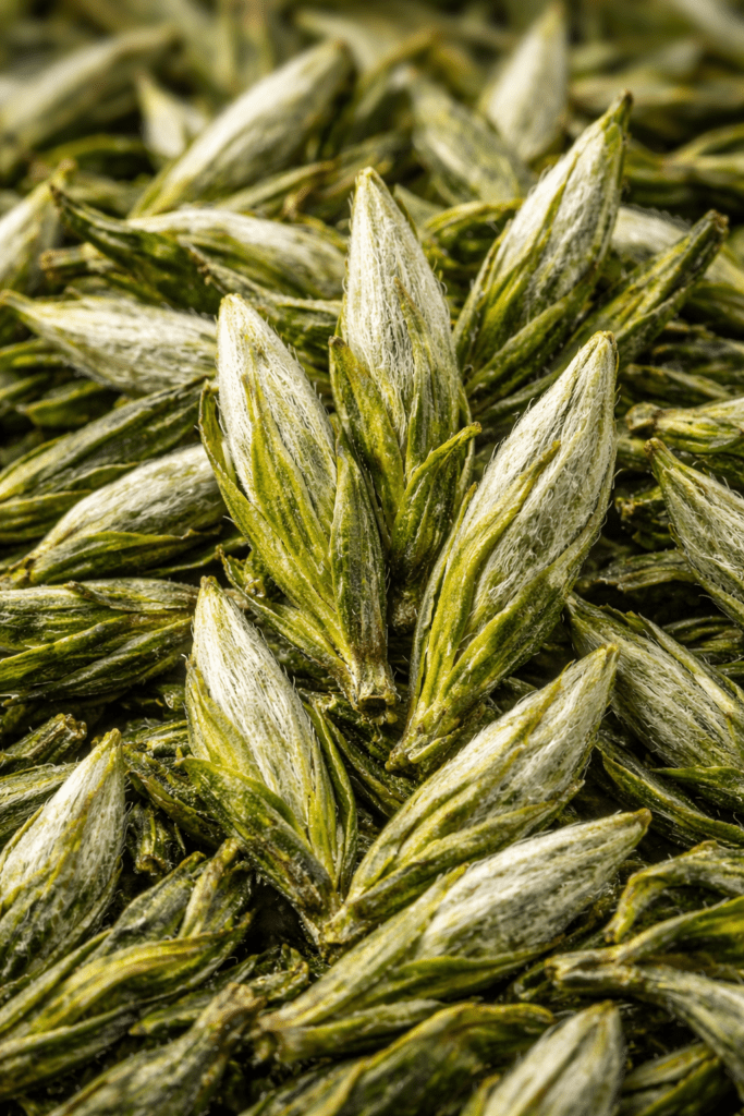 huangshan maofeng green tea dry leaves close up showing pointed buds
