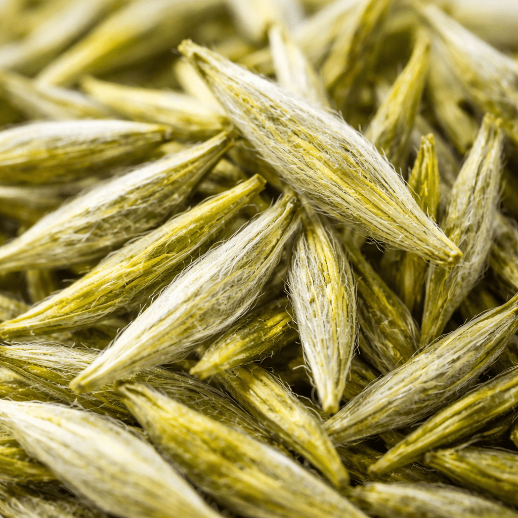 junshan yinzhen yellow tea buds close up with silver hairs