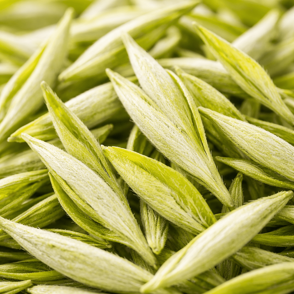 fresh anji white tea leaves close up showing pale green buds