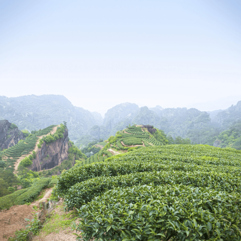 Lapsang Souchong Black Tea Guide: Flavor, History, and Brewing
