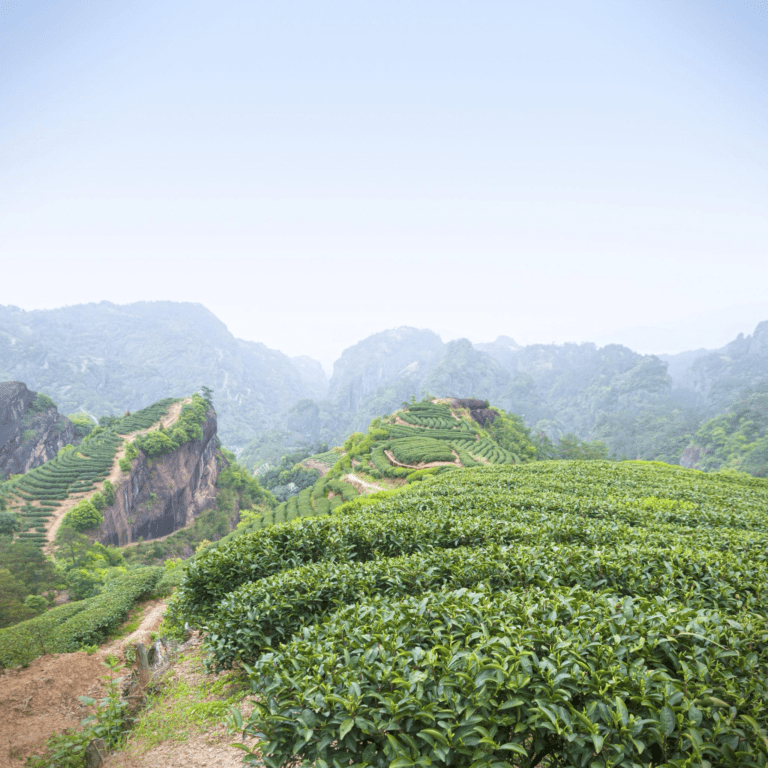 Lapsang Souchong Black Tea Guide: Flavor, History, and Brewing