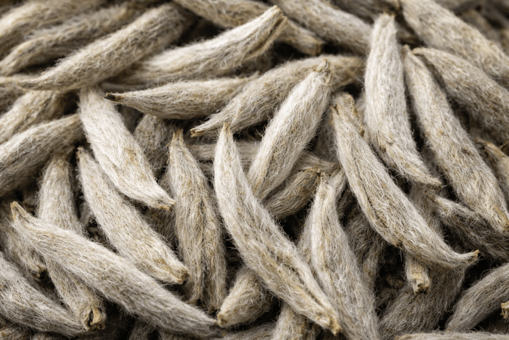dry silver needle white tea buds close up showing fine white hairs