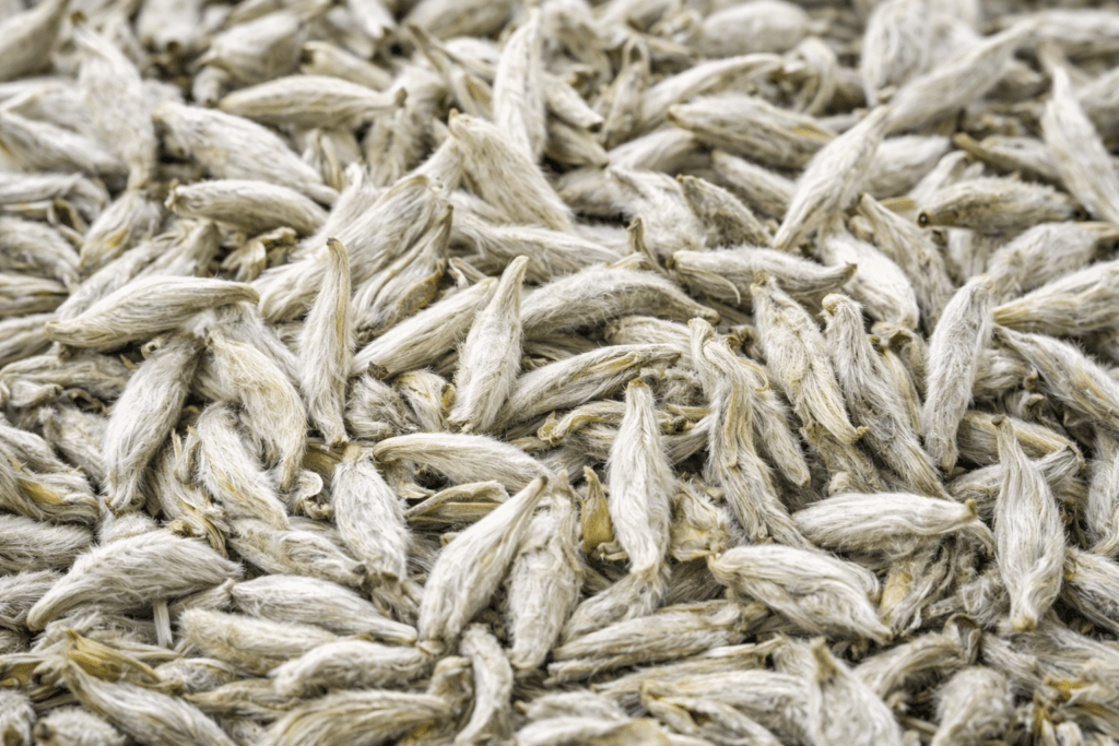loose leaf white tea buds close up
