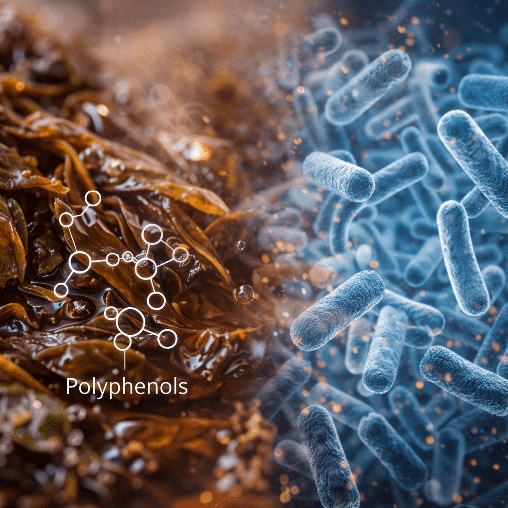 wet tea leaves and polyphenols interacting with gut bacteria illustration